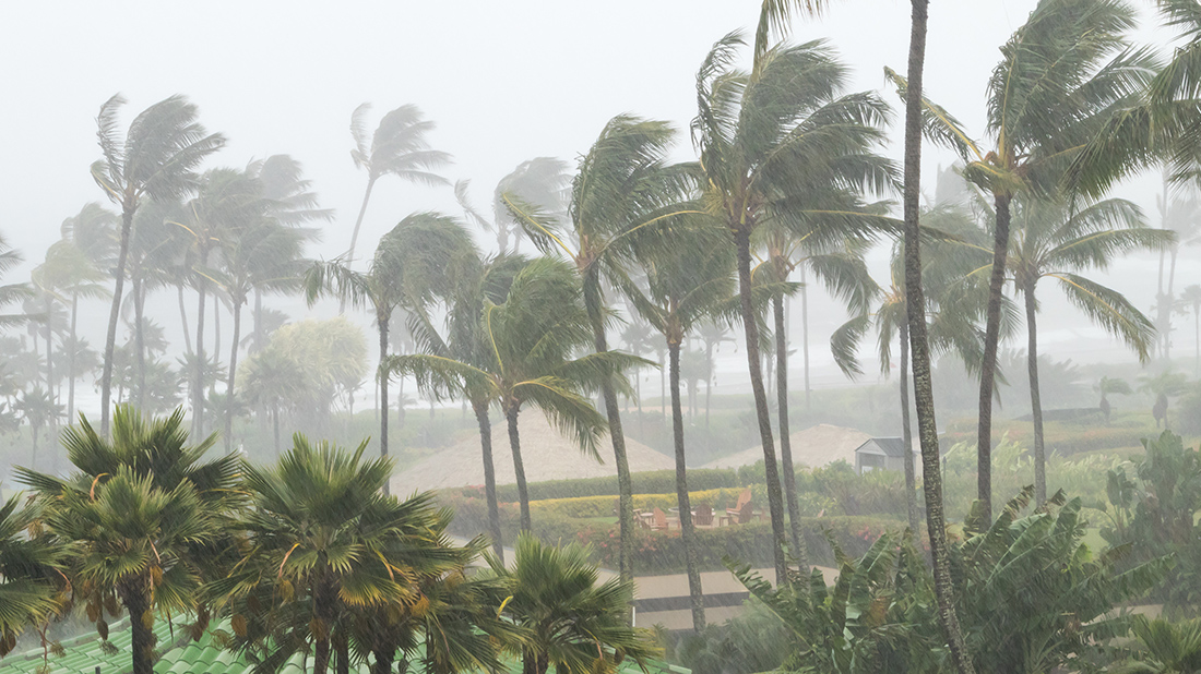 Palm trees blowing in a hurricane